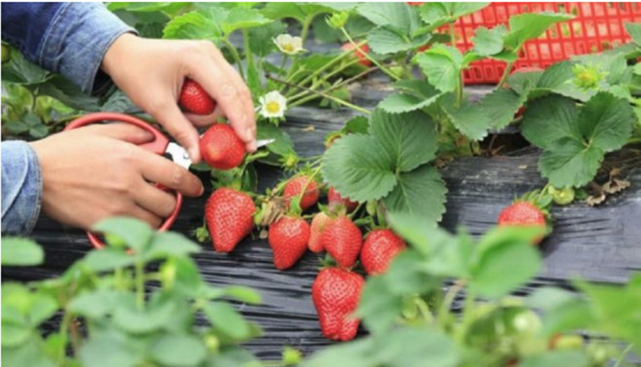 3 sfaturi pentru cultivarea căpșunilor – iată cum obțineți recolte bogate în fiecare an