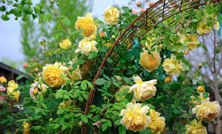 Желтая вьющаяся роза фото название