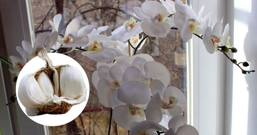 Usturoiul, un stimulent perfect pentru orhidee – vei avea o multime de flori frumoase