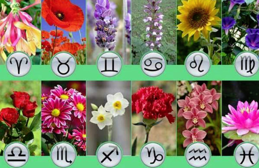 Horoscop Floral! Ce fel de plantă ești, în funcție de data nașterii! Află ce surpriza ți-a pregătit destinul