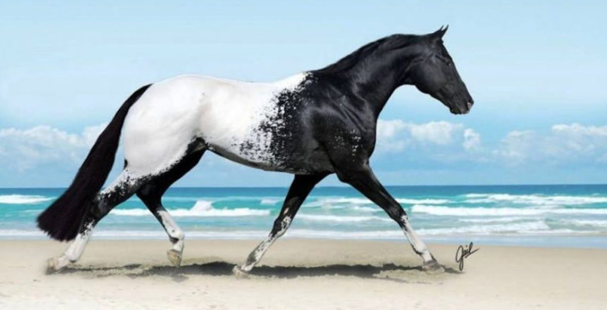 20 de fotografii cu cai care par ireale din cauza frumusetii lor