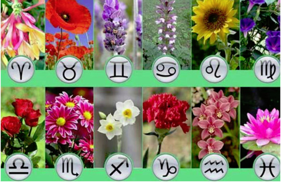 Horoscopul Floral: Ce fel de plantă ești, în funcție de data nașterii. Află ce ți-a pregătit destinul