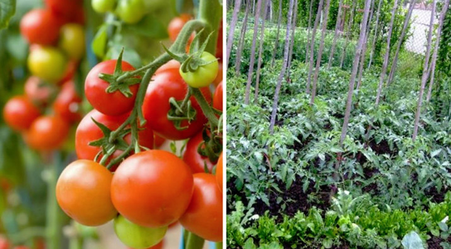 This is How to Correctly Plant Tomatoes to Grow 5–8 ft Plants