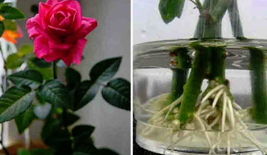 Cum poți face trandafirii tăiați să prindă rădăcină