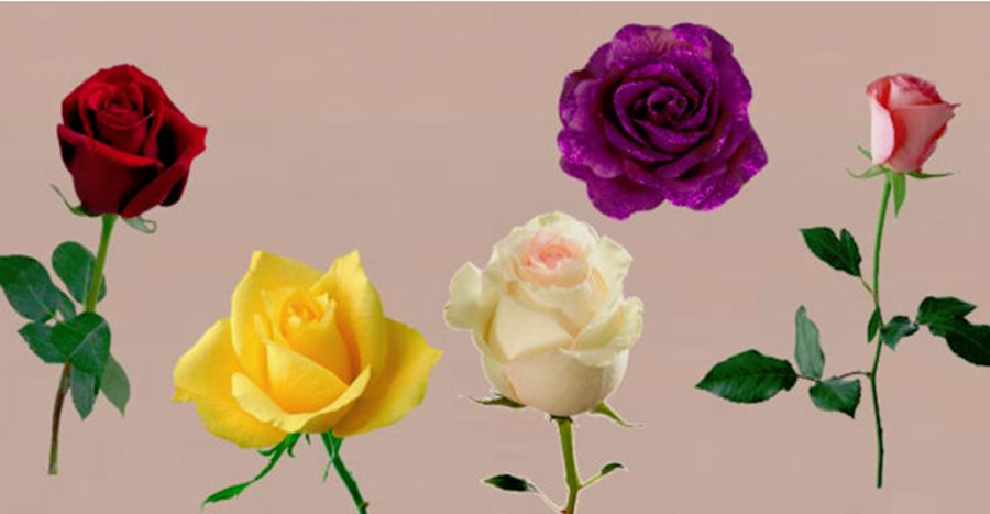 The selected rose carries an important message and knows the answer when your wish is fulfilled.