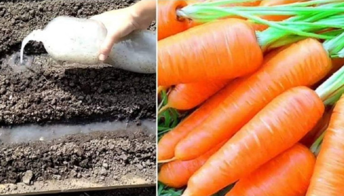 O metodă interesantă de plantare a morcovului — nu necesită rărire și asigură o recoltă bogată