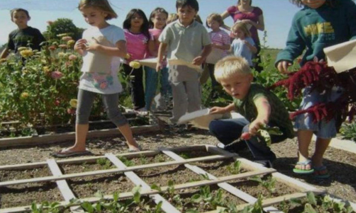 Ar trebui copiii să fie învățați in scoli cum să crească legume si fructe?