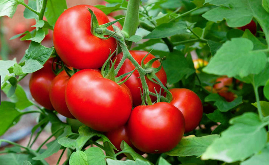 6 îngrășăminte naturale pe care le ai deja – Stropește roșiile cu cenușă, lapte sau drojdie pentru a avea o recolta bogata si plante sanatoase