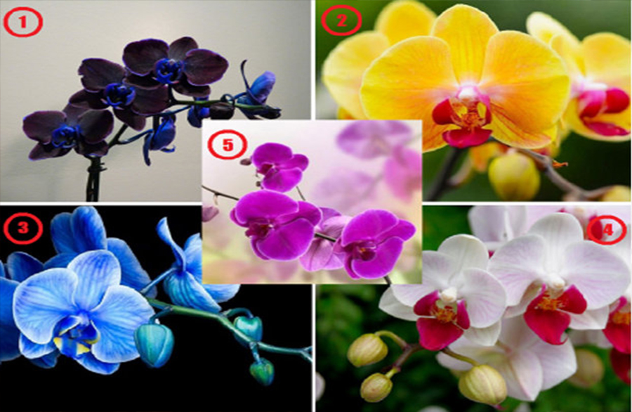 Alege o orhidee și află ce mesaj are pentru tine
