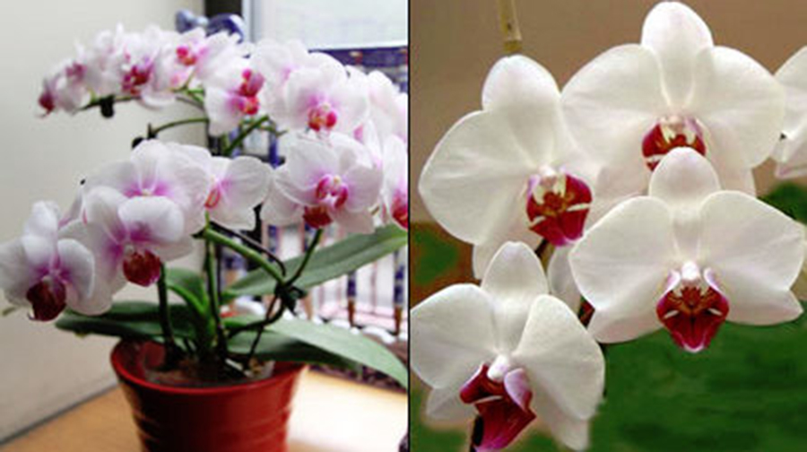 Cum să îngrijești orhideea în casă. Sfaturi pentru a avea flori în tot timpul anului