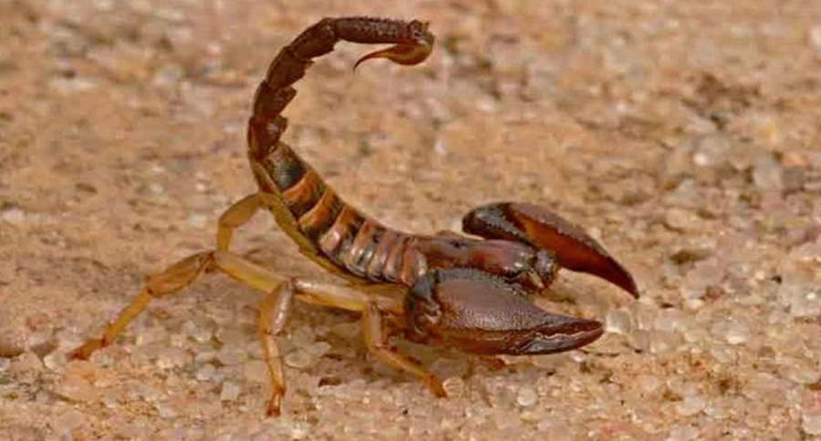 Cum este sa traiesti cu cineva din zodia Scorpion: ce obiceiuri are