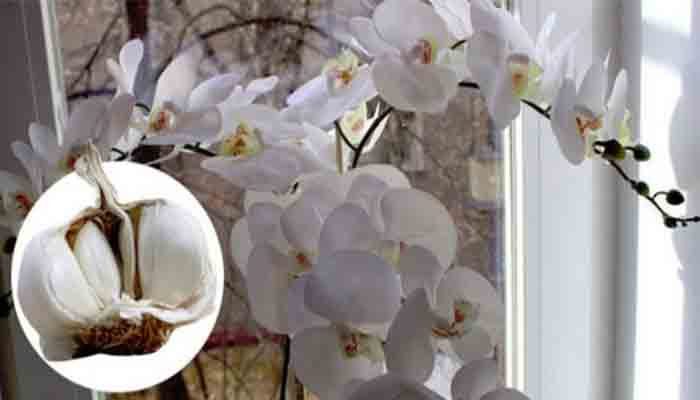 Usturoiul, un elixir perfect pentru orhidee – vei avea o multime de flori frumoase
