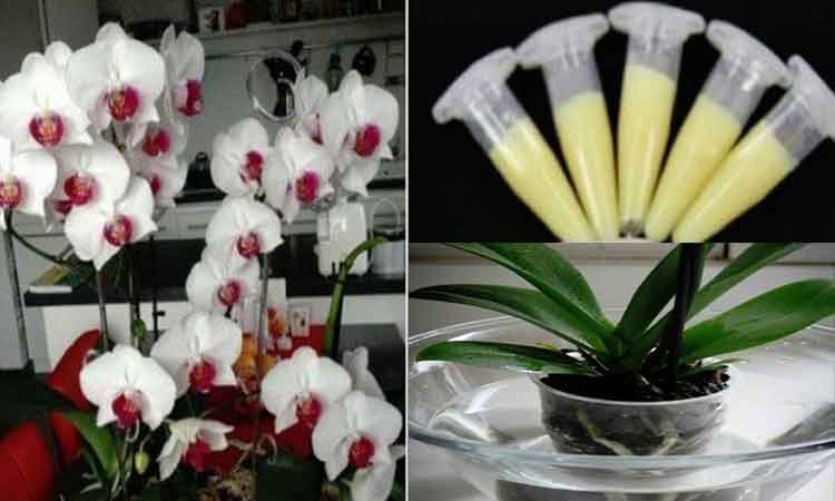 Orhideea ta va inflori tot anul. 7 sfaturi importante de ingrijire