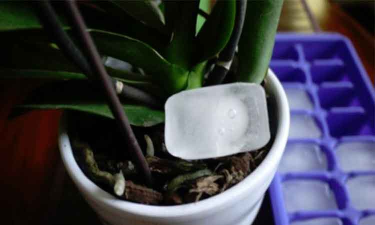 Cum declanșăm înflorirea orhideei cu un cub de gheață