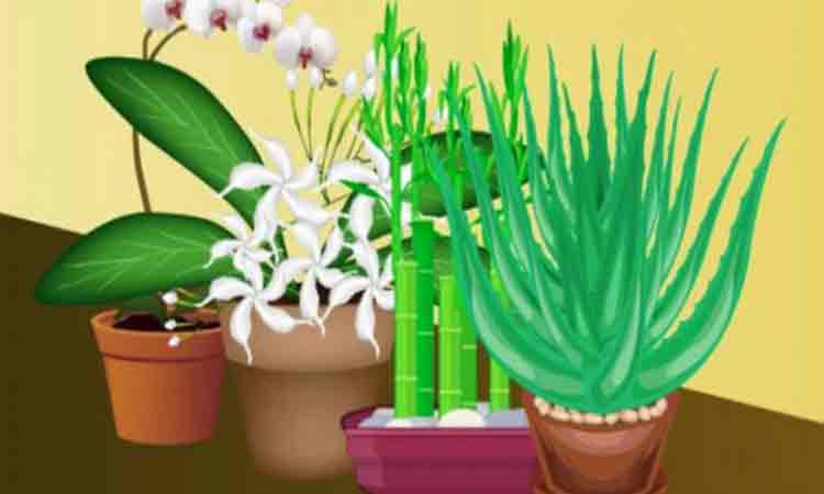 Zece plante care atrag energiile pozitive si bunastarea in casa ta