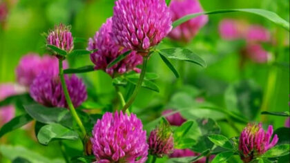 Trifoiul rosu – planta vindecatoare...