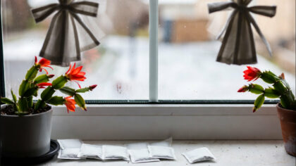 De ce isi pun spaniolii...